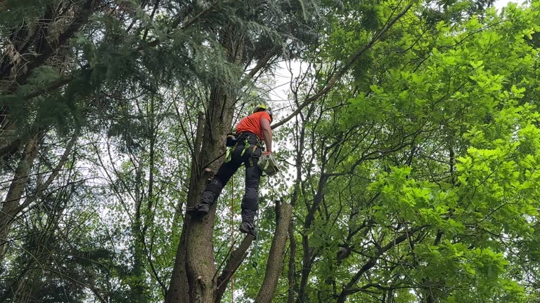 How Our Tree Care Process Works  in Uhland, TX